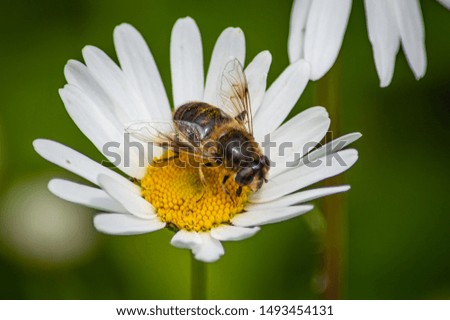 Similar – Image, Stock Photo Bee Nature Plant Animal