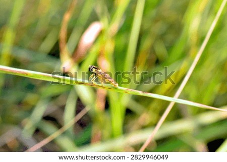 A hoverfly sits on the grass. Hoverflies are excellent at hovering and mimicking stinging insects. Hoverflies are completely harmless to humans.
