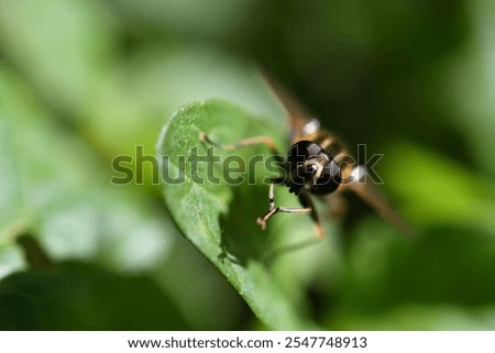 Similar – Image, Stock Photo Hoverfly sitting on a plant with white flowers
