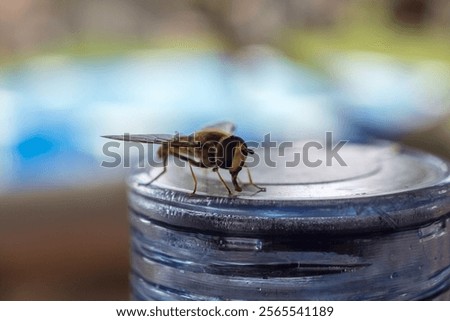 Similar – Image, Stock Photo Hoverfly sitting on a plant with white flowers