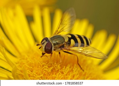 Hoverfly (Syrphidae) in its natural enviroment