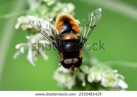 Hoverfly (Volucella bombylans) is sucking nectar . 