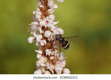 Hoverfly Yellow-girdled Brusheye (Dasysyrphus tricinctus), family Syrphidae on a pink flower of Himalayan bistort (Bistorta affinis), family Polygonaceae. Summer, September, Dutch garden, June - Powered by Shutterstock