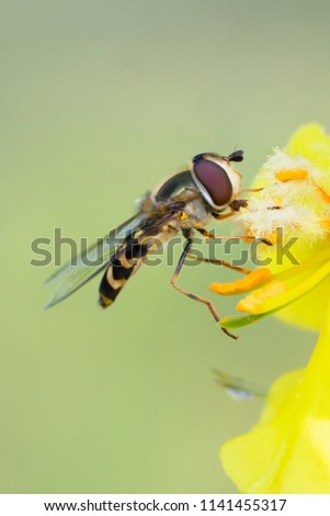 Hoverfly,flower fly or syrphid fly.