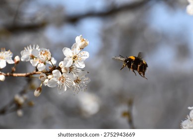 A hovering bumblebee flies toward a cluster of white Prunus flowers, suspended mid-air beside the branch.
