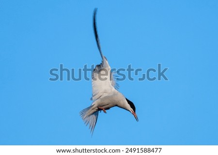 hovering common tern (Sterna hirundo) on the shore of the Ijsselmeer in the Netherlands