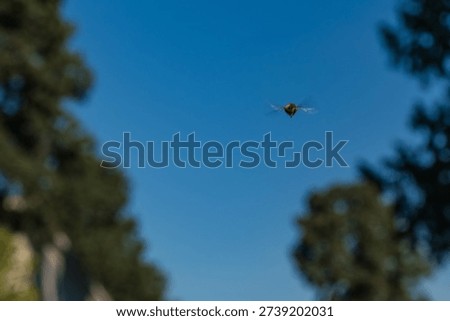 Hovering flight of a pollinating insect against blue sky