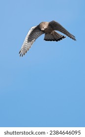 Hovering kestrel preparing to dive down to catch his prey image with space at bottom to allow text