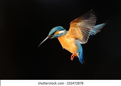 Hovering of kingfisher