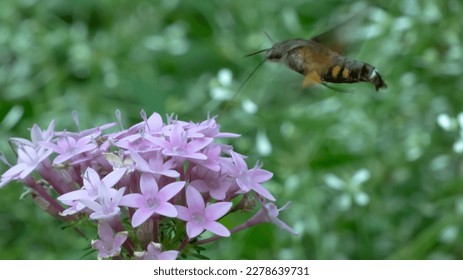 Hovering Oscines in search of nectar
