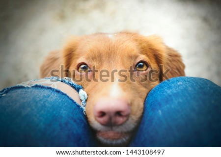How can you resist those cute eyes of nova scotia duck tolling retriever dog looking at you 