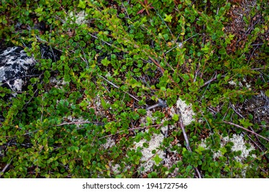 How Dwarf Birch Grows In The North