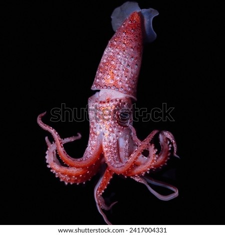 How epic is this Strawberry 🍓 squid 🦑.