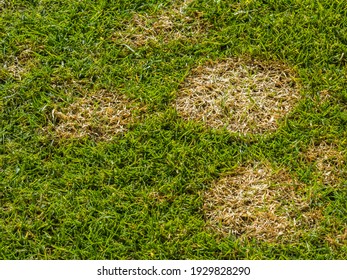 How to get rid of lawn disease?   Image shows fusarium patch – Microdochium nivale known as snow mold on golf course.