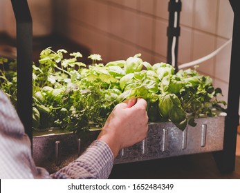 how to grow and harvest herbs and vegetables indoors using indoor grow kit or indoor growing systems like home hydroponics or a hydroponic garden
