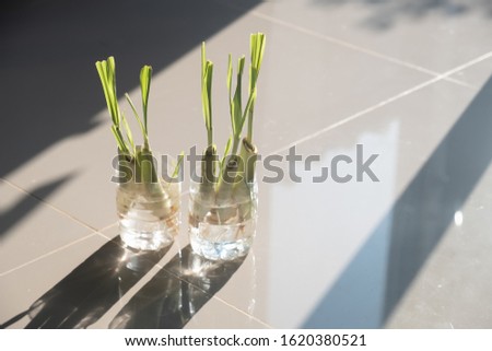 How to grow lemon grass without using soil. To make the roots strong and disease free By putting in a cup soaked in water for 7 days