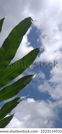 How many beautiful leaves of trees lying in the forest, like this leaf, how clear are the veins in the veins of the leaves, how beautiful is the nature, the white clouds of the blue sky above.