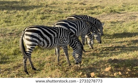 How many Zebras?? Parallel zebra creating an illusion.