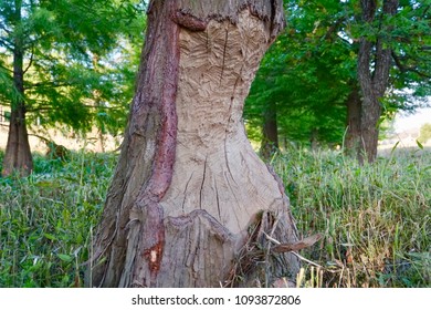 How Many Trees Are Cut Down By Beavers In Katy , Texas. USA. May 17,2018