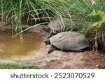 "How many turtles are there, really? I took the photo when I saw them all gazing off in the same direction, and I couldn