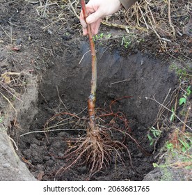 How to plant a grafted apple tree. Placing the fruit tree with spread roots in the center of a planting hole. - Shutterstock ID 2063681765