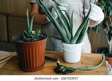 How to plant and grow aloe vera succulent houseplant at home. Aloe Vera Plant Care. Female hand in garden gloves cut and re-pot Aloe barbadensis Plant, cutting off few leaves - Powered by Shutterstock