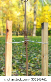 How To Plant A Tree Correctly With Two Stakes. Planting Trees In Autumn. If Your Tree Is Still A Sapling, Use A Stake To Help It Grow For About The First Year Of Its Life.