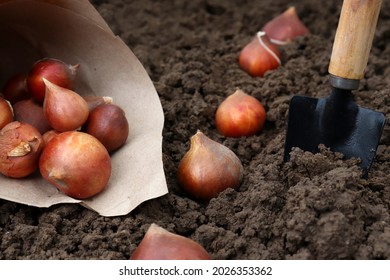 How To Plant Tulips. Planting Tulip Bulbs In The Ground In The Fall In Your Garden.