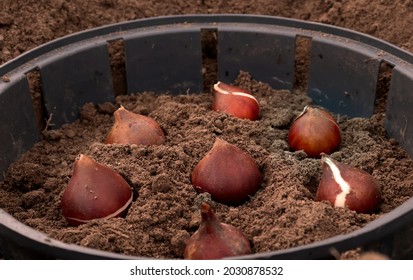 How To Plant Tulips. Planting Tulip Bulbs In The Ground In The Fall In Your Garden. The Process Of Planting Tulip Tubers In Special Baskets Plastic Containers