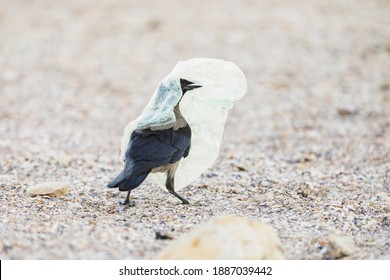 How Plastic Pollution Impacts Birds. Seabird Species In Decline Can Mistake Plastic Floating On The Water For Food, Which Can Cause Injury Or Death.