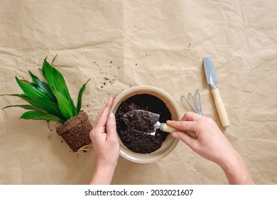How to repot dracaena compacta a home plant. Hands filling a pot with a soil. Preparation for transplanting or repotting room plant.