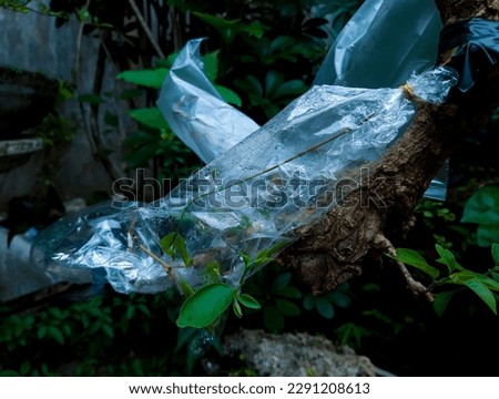 How To Start A Rubber Tree Plant Propagation, Step 7 Take the plastic bag Cover the plant closed