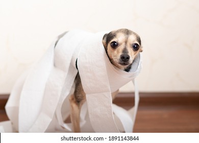 How To Toilet Train A Dog, A Puppy In A Pile Of Paper