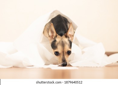 How To Train A Dog To The Toilet, Terrier Puppy In A Pile Of Paper