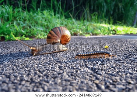 Howdy, neighbor.... A snail and millipede caterpillar closeup walking at the park