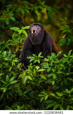 Hower Monkey screaming in rainforest in Costa Rica