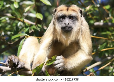 Howler Monkey