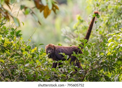 Howler Monkey (alouatta Guariba) In Marechal Floriano, Espirito Santo, Brazil. Before The Yellow Fever Outbreak That Continues To Spread Through Brazil.