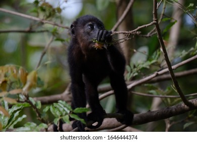 Howler monkey baby in jungle tree in Costa Rica, Guanacaste region - Shutterstock ID 1646444374