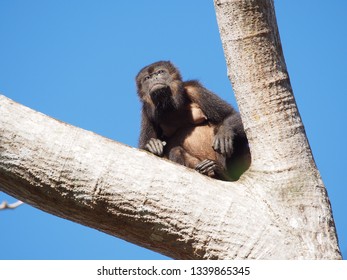 Howler Monkey Costa Rica    