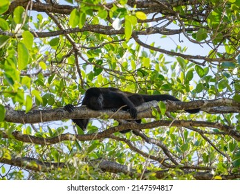 A Howler Monkey In Costa Rica
