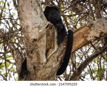 A Howler Monkey In Costa Rica