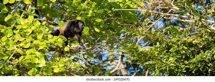 Howler Monkey - Costa Rica