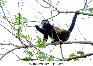 Howler Monkey Costa Rica