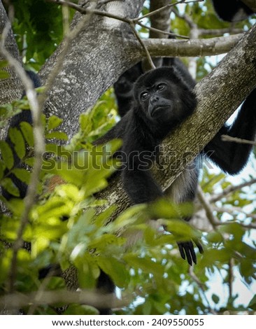 Howler Monkey in Costa Rica.