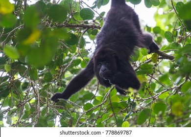 Howler Monkey In The Forest Around Lamanai Ruins, Belize