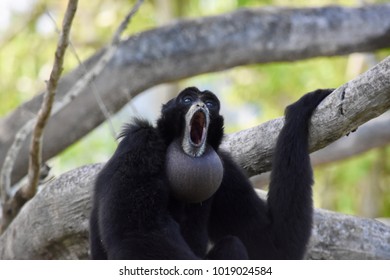 Howler Monkey Howling