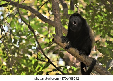 Howler Monkey Howling In A Tree In Costa Rica