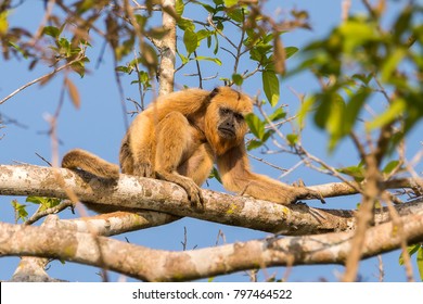 Howler Monkey In The Pantanal Wetlands, Before The Yellow Fever Outbreak.