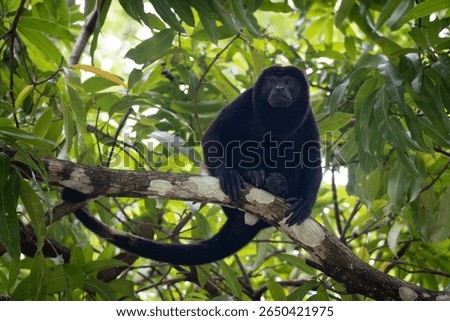 A howler monkey perched on a tree branch amidst lush green foliage in a tropical forest.